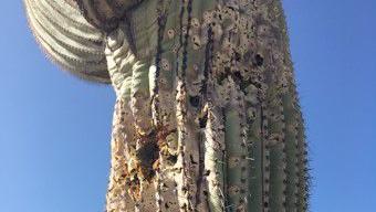 Officials seek gunman who blasted century-old saguaro near Tucson